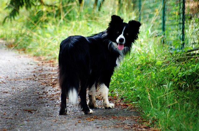 具有最“神经质”的10钟狗，没有想到的是，智商第一又上榜了