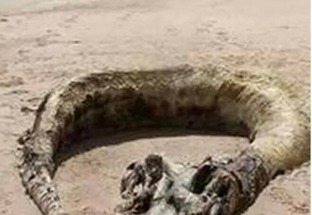 #科学家#震撼：传说中的龙曾经被美国捕获过？龙原来是这种未知生物！