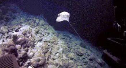 海洋生物|海底一万米到底有多恐怖？让胆子大的潜水员都感到害怕