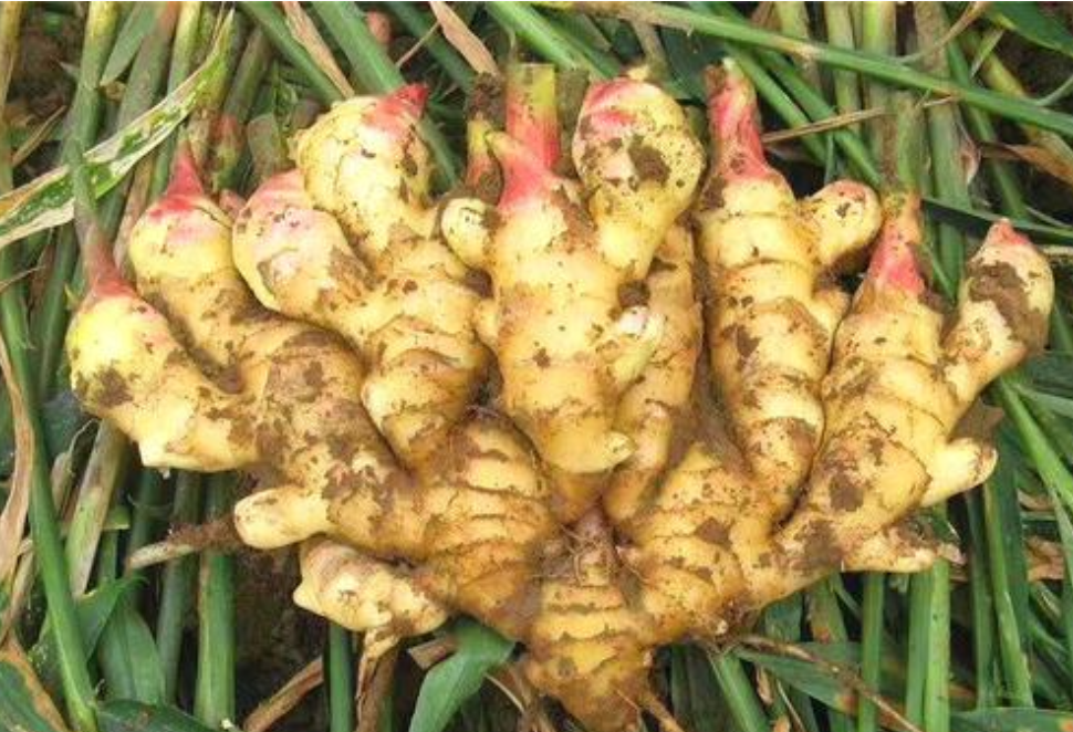 三伏天|聪明女人三伏天里吃零食，就吃它，每天三块，精神饱满，舒适过夏