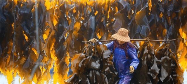 海带|它是天然“溶栓剂”，“3高”最怕它，经常吃，血管通透心脏有劲