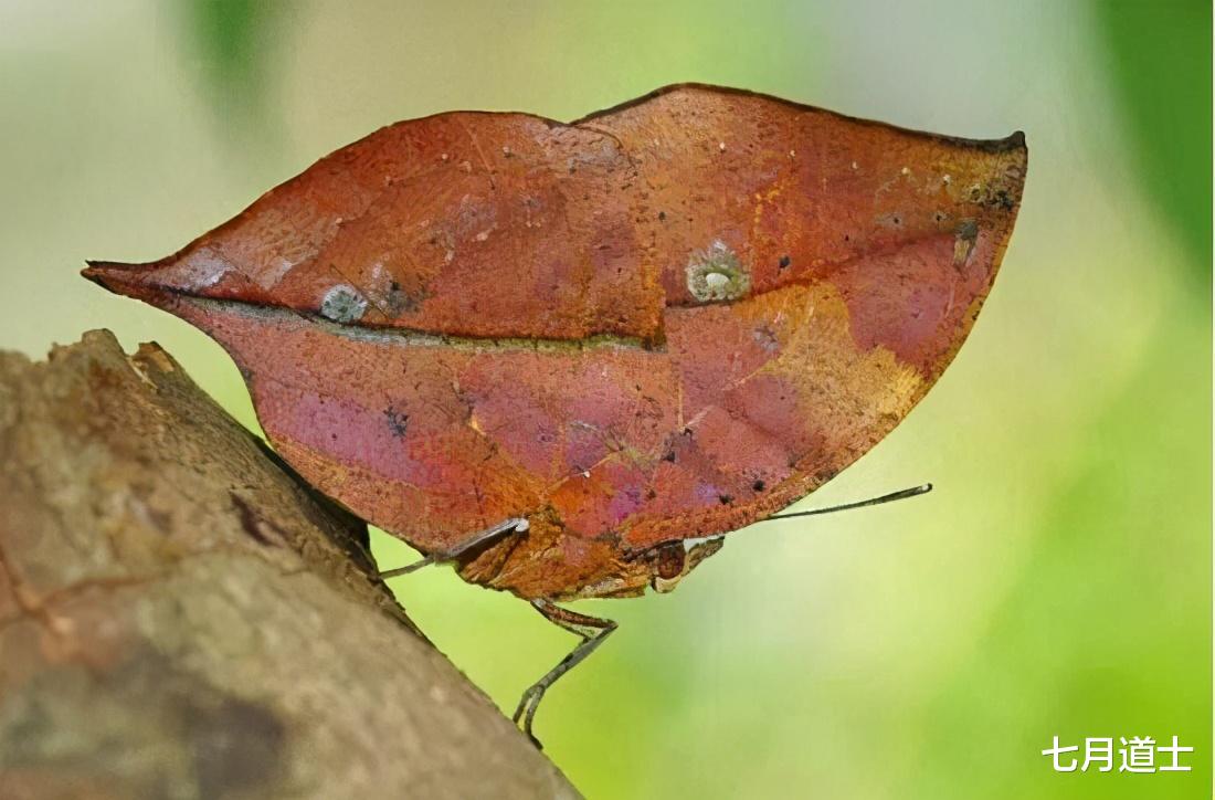 蝴蝶|蝴蝶绚丽的外表下，有一段不堪回首的过去，那些年被毛毛虫支配的恐惧