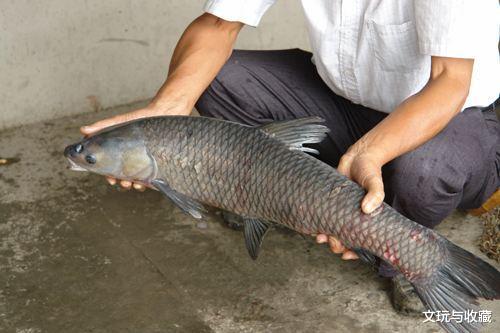 『小叶紫檀』有种文玩叫“青鱼石”，虽是鱼骨但打磨出来却比玉石还温润漂亮