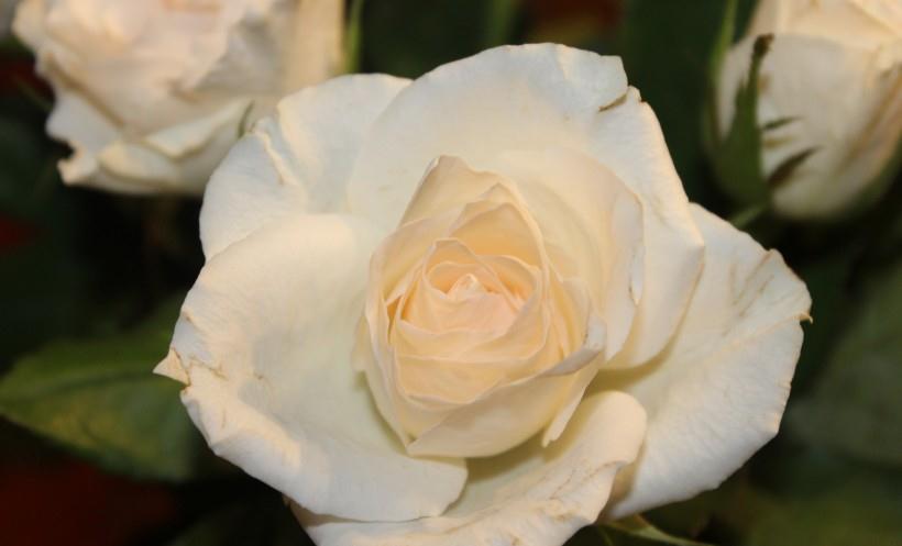 生肖|8月份，喜迎桃花，情有独钟，遇见爱情的生肖！