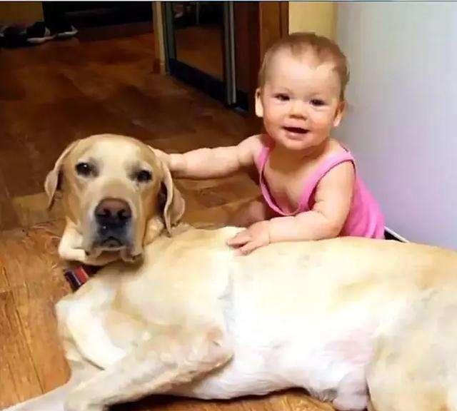 拉布拉多犬有这“8大表现”，说明它爱上你了，看完赶紧抱抱它