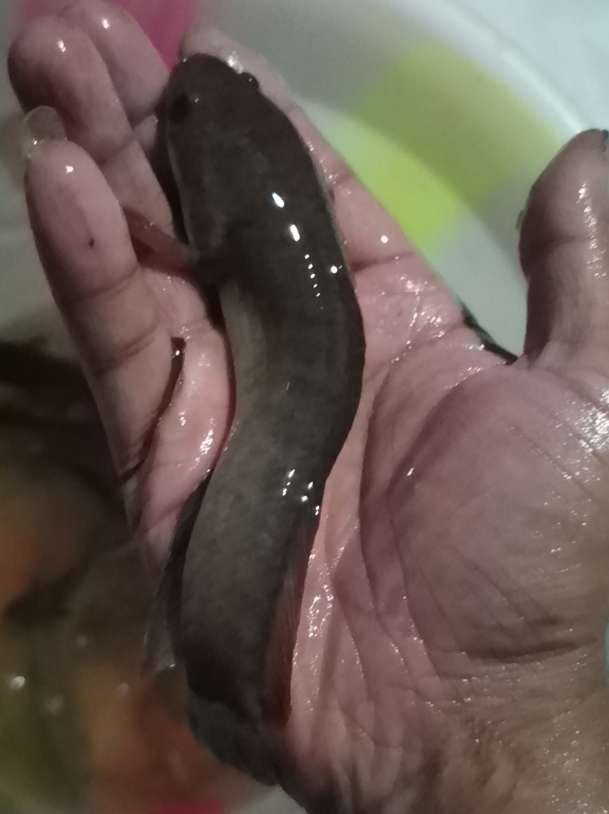 |野钓逆向思维，也许不起眼的地方，却带来不一样的体验！