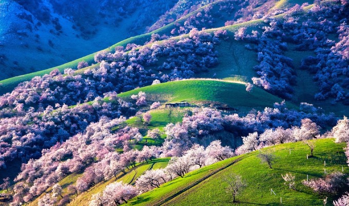 「曲院风荷」推荐：3、4月这里的杏花美极了，一生都要去一次