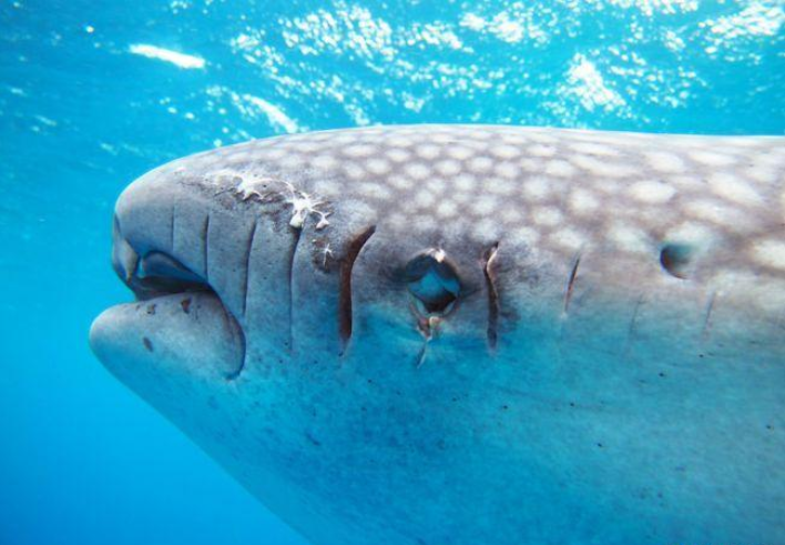 「辽宁省」辽宁舰为什么总有鲨鱼尾随？安全隐患极大，至今还是个问题