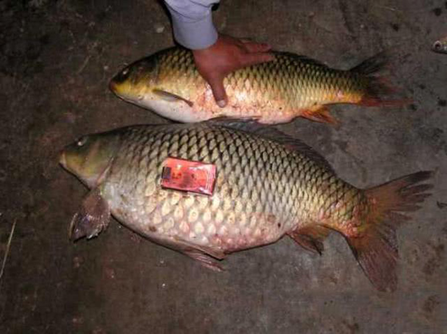 |夏季夜钓,不克服这三点,钓大鱼与你无缘