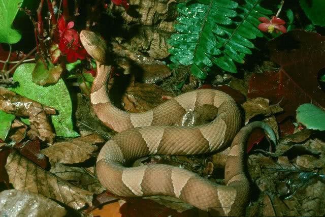 毒蛇▲动物趣闻：盘点世界上几种最危险的毒蛇