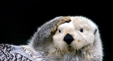 #狮子座#十二星座各自代表什么动物?双子座叫声好听,狮子座萌萌哒