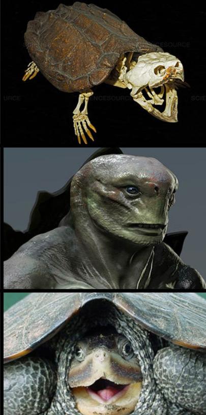 电影|动物的头盖骨是如何欺骗人类的，看完颠覆你的认知观