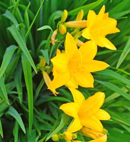 天秤座|未来一周,吉星庇佑,4属相运势转旺,事业提升,家业昌隆