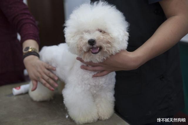 比熊总喜欢舔人，不仅是喜欢你，其实还想告诉你这6件事