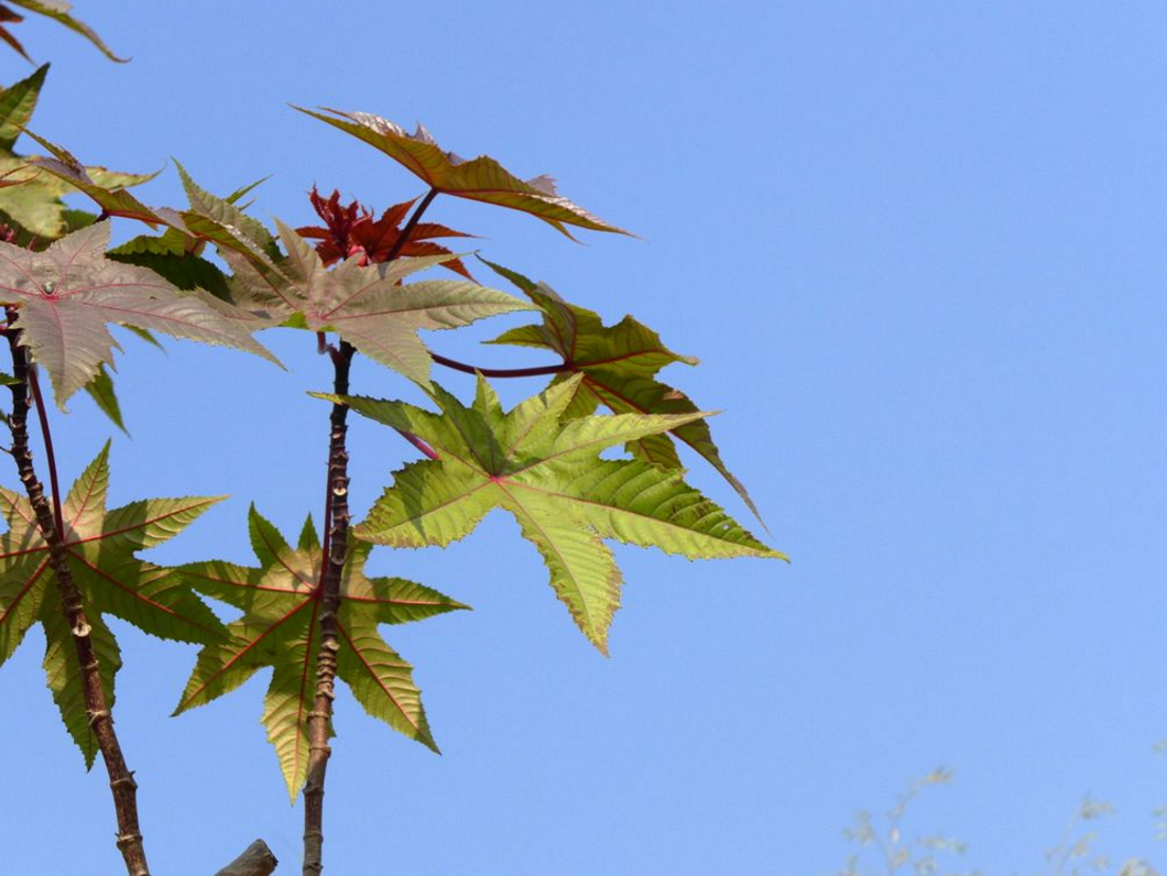 『蓖麻毒素』这植物比眼镜蛇还毒,一战时被制成生化武器,1.5毫克就能致命