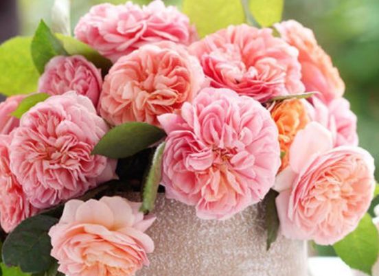 「生肖」胖一点才好的3种生肖女,越胖越有福气,还被丈夫宠爱