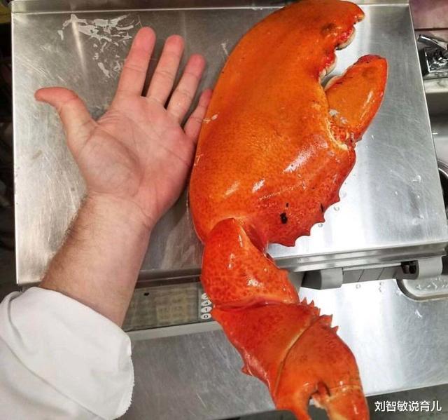 狮子|37张罕见“大”动物照片：看了熊掌和人类对比照，才知道熊多可怕