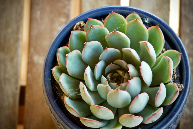 生肖|11月中旬，三生三世情缘来，获得幸福的4大生肖，爱情幸福满满