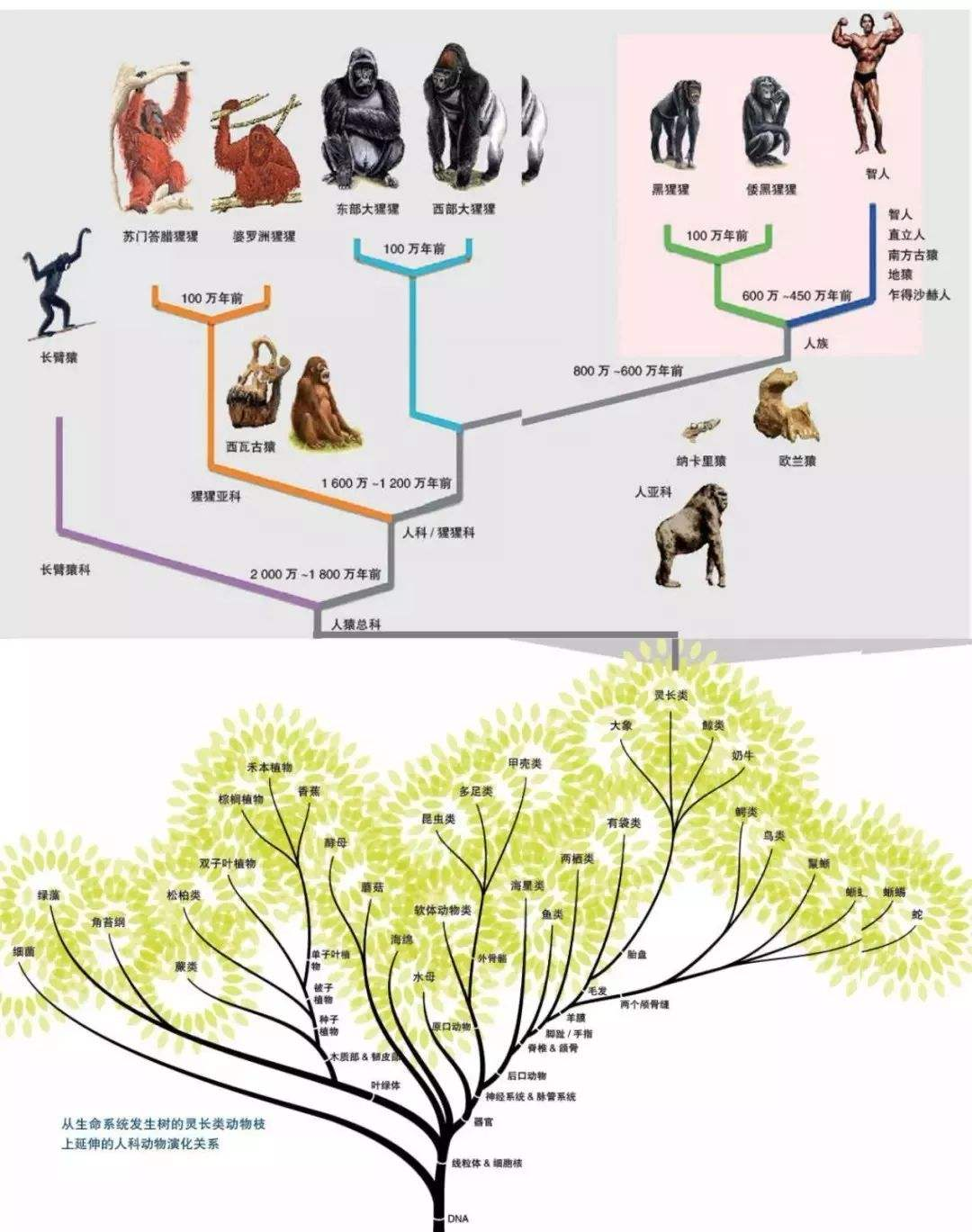 隔离|人类是不是和所有生物之间都存在生殖隔离?