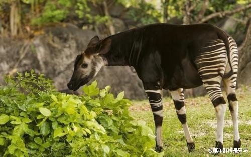 长颈鹿|是斑马劈了腿还是长颈鹿出了轨,世界上才会出现霍加狓这种动物