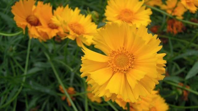 运势|一般异性搞不定的星座女，十分难追，有颜有才有智慧