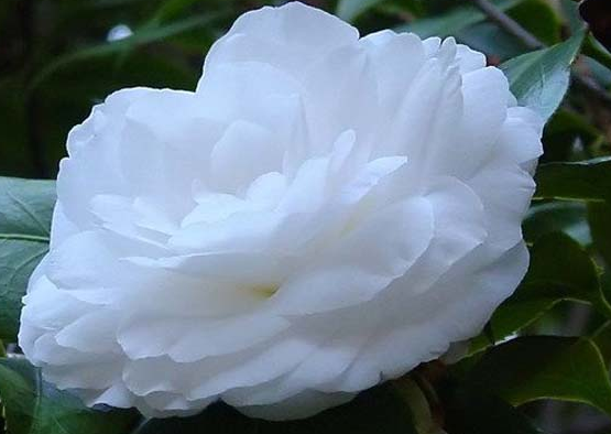 属鸡|11月15号开始，4属相有贵人相助，事业节节攀升，家庭圆满和睦