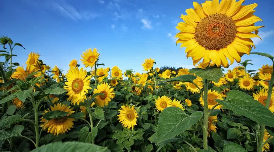 运势▲未来15天内，3大生肖横财进门，运势红似火，贵人鼎力支持，福泽深厚