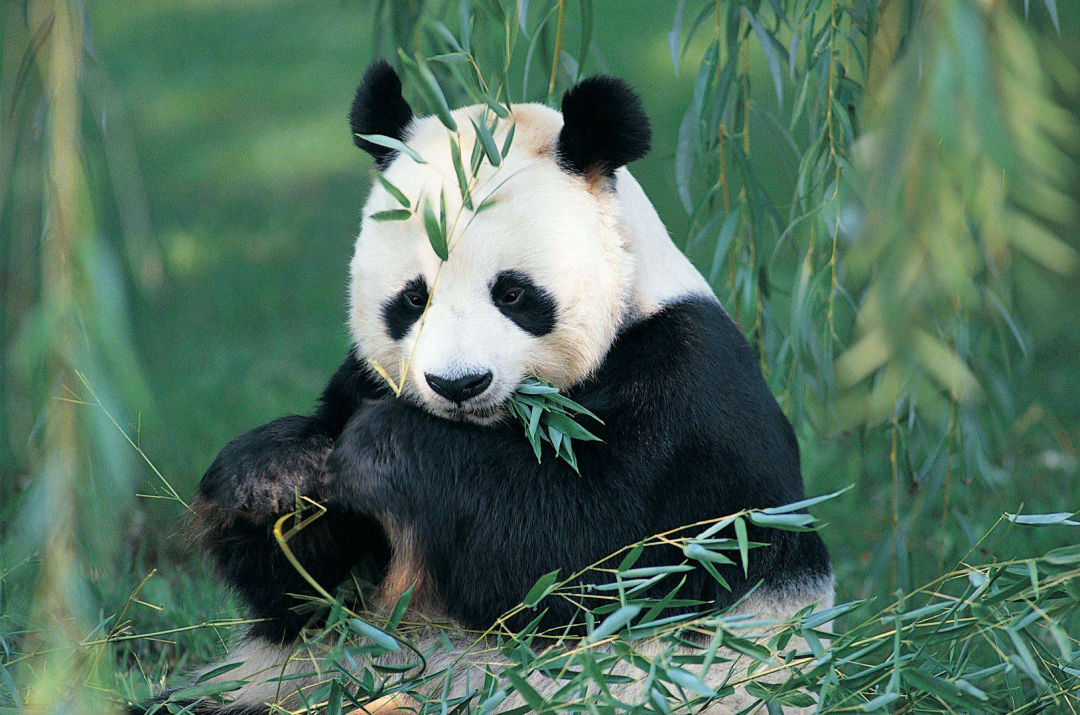 狮子|你知道地球上交配次数最多,时间最长的动物吗?其中1种持续一生