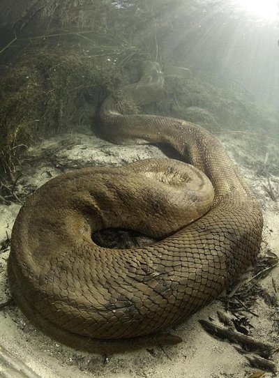 『蟒蛇』世界上最大的蛇——森蚺