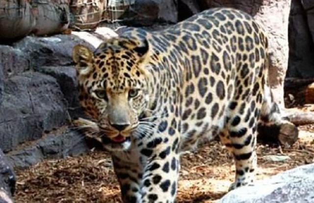 火星探测器|它能在东北虎嘴里抢猎物，越得过六米宽断崖，但却难逃枪支