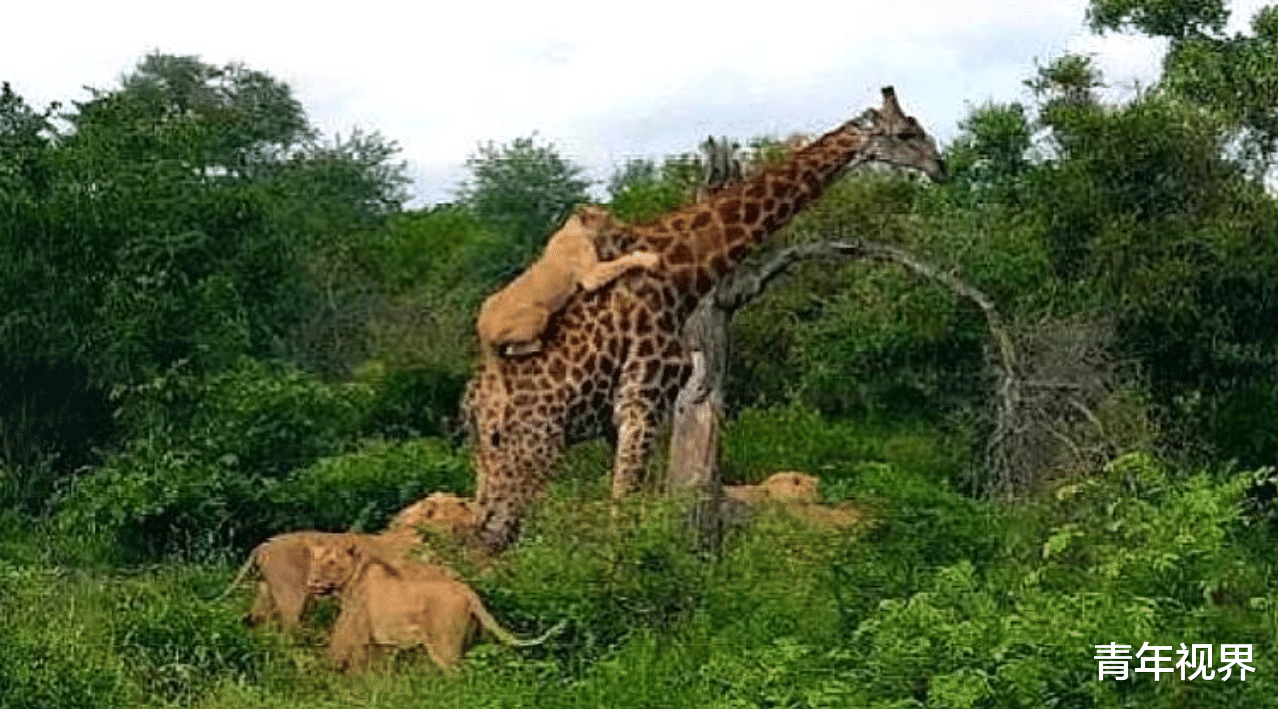 #狮子#被6头狮子撕咬4小时，它还一直淡定的吃树叶，反击时刻帅炸天