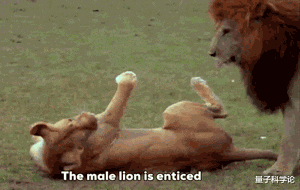 『基因』从进化来说，动物交配时间长有优势？还是短有优势？