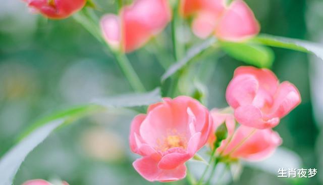 「生肖」5月起,3生肖扭转颓势,迎来旧情人,爱情充满希望,生活点缀阳光