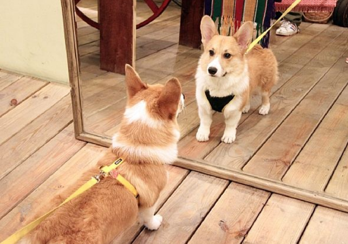 科学家■我们兴许都被镜子骗了？科学数据表明：镜子很可能不是你真实模样