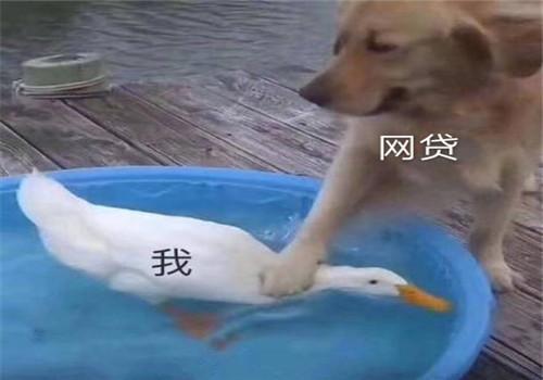 「网贷平台」2020年80%网贷平台将倒闭,深陷网贷的借款人终于有机会上岸了