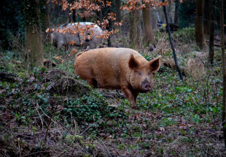 猪肉|汉斯，来份大猪肘子么？谈为啥德国人对猪肉如此痴迷？