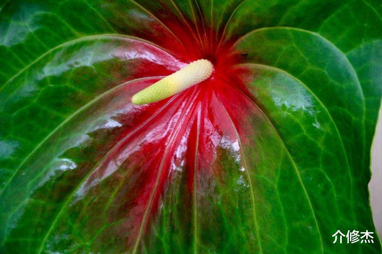 生肖|这4大生肖好运不断，9月份聚财八方，事业红红火火