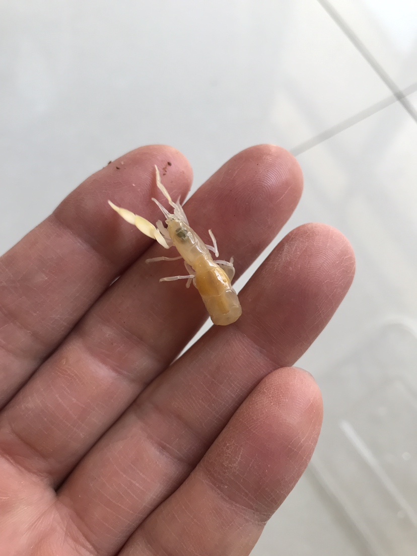 |海边作钓楞蹦鱼，钓获不知名鱼种，放流归家