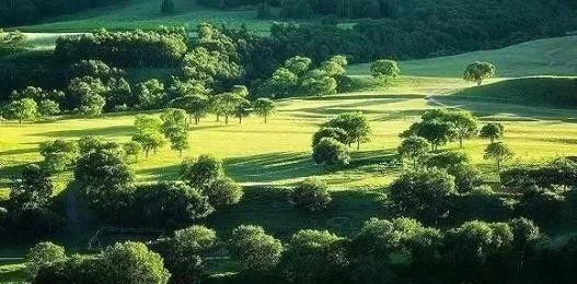 塞罕坝|从一棵树到一片\海\ ‖来自塞罕坝林场的‘绿色奇迹’