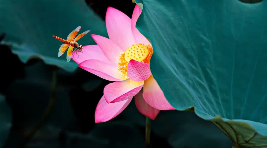 「生肖」六月诸事顺，横财一路发，3大生肖事业大顺，富贵荣华