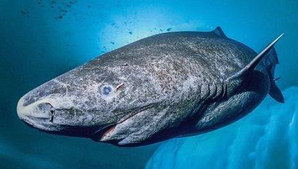 【长生种】地球长生种—格陵兰鲨