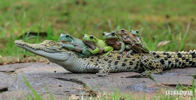 科学家|确定了！消失52年的青蛙重现地球，灭绝生物再现能科学解释吗？