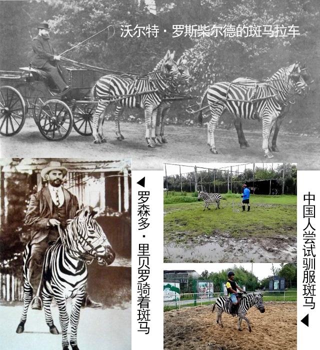 斑马|斑马为什么不能驯服？