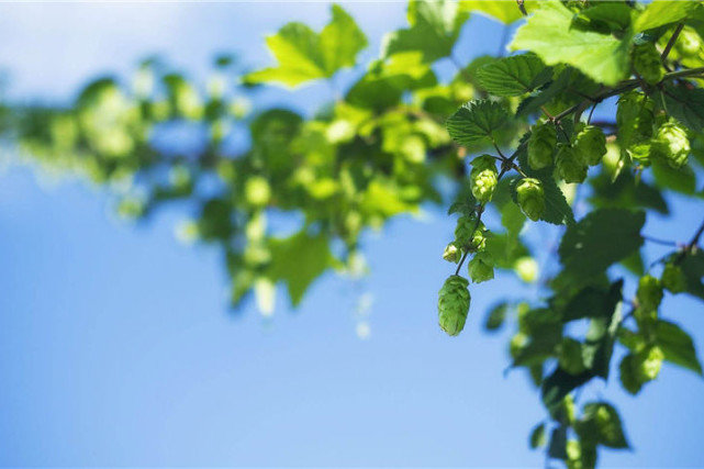 生肖|下周开始能有好运缠身,贵人指点,生意顺顺利利,赚钱增多的生肖