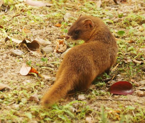 黄鼠狼|为什么老祖宗说黄鼠狼不能杀？专家研究证明：果然不能杀