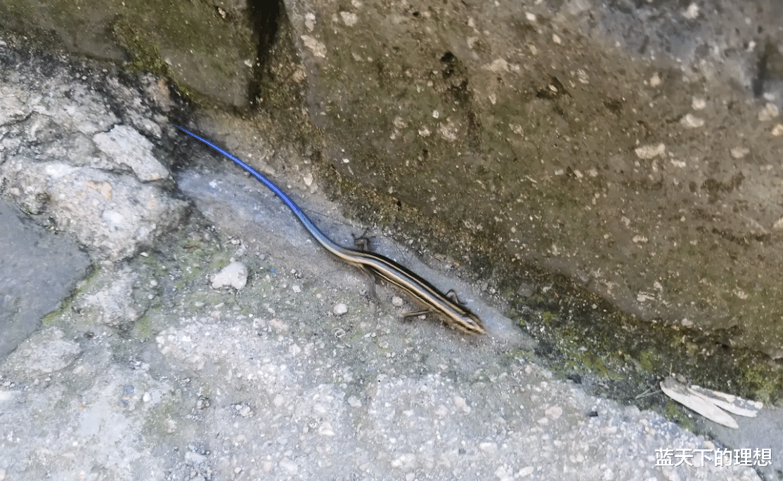 八达岭长城|“在八达岭长城看到的，大家帮忙看看这是啥生物啊？”求帮助哈！