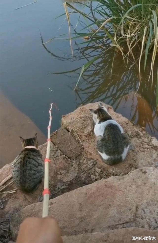 兽医|钓鱼时引来一群猫咪围观，男子满脸愁容：给的压力太大了吧
