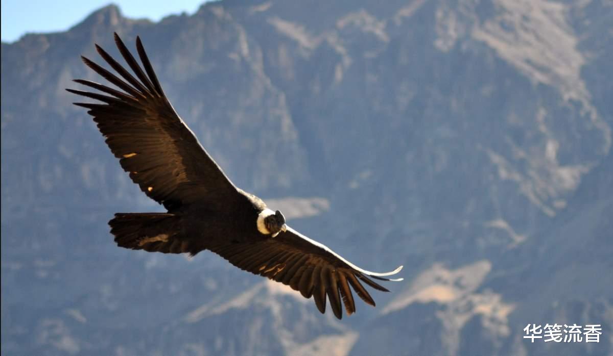|外星发现生物排泄物,生命形象引发猜想,或如巨鲲,可浮于空中