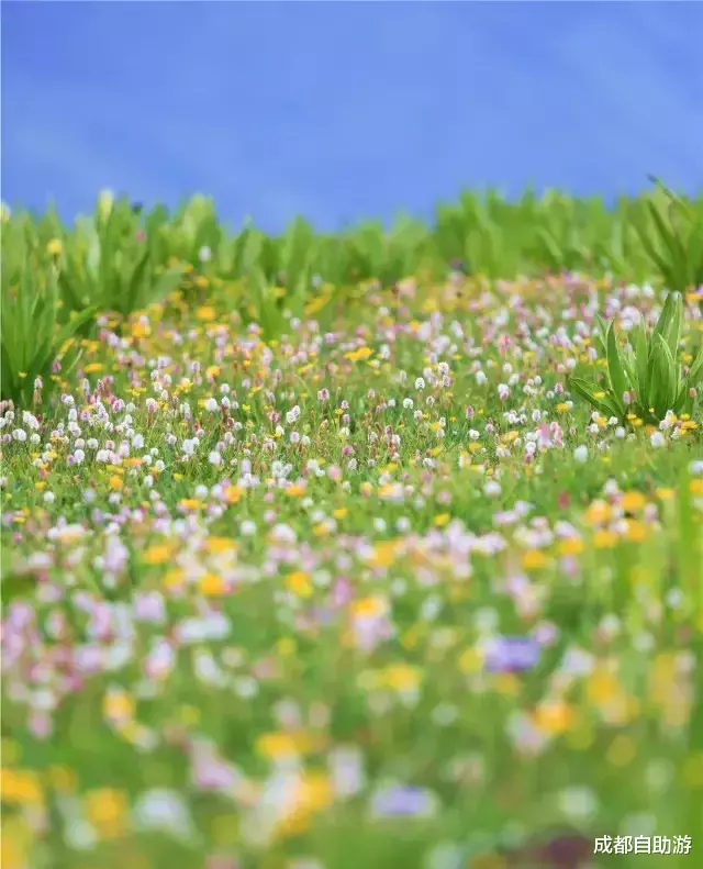 『川西』不输俄么塘！川西又一冷门万亩花海开放，不收门票，赏花观云还不打挤