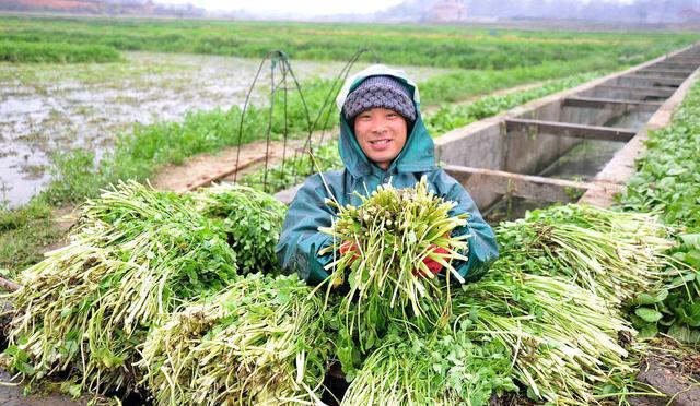 莲藕|5种蔬菜，也许是寄生虫的“窝”，为了健康，再馋也别往嘴里送